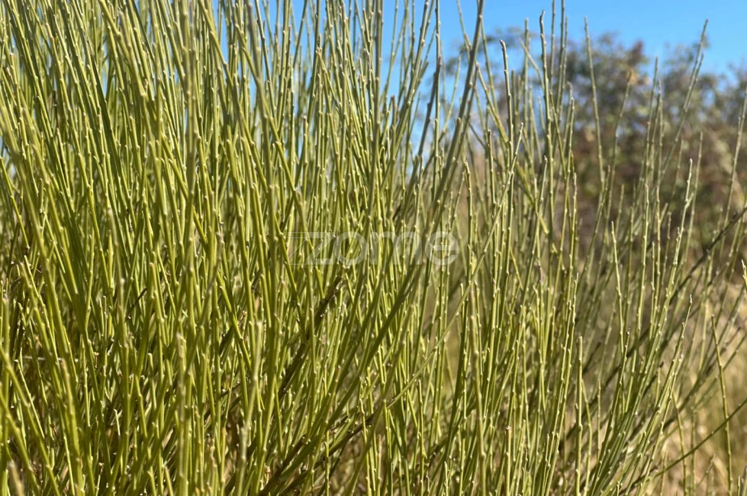 Terreno para Venda em Mata de Lobos Foto 9