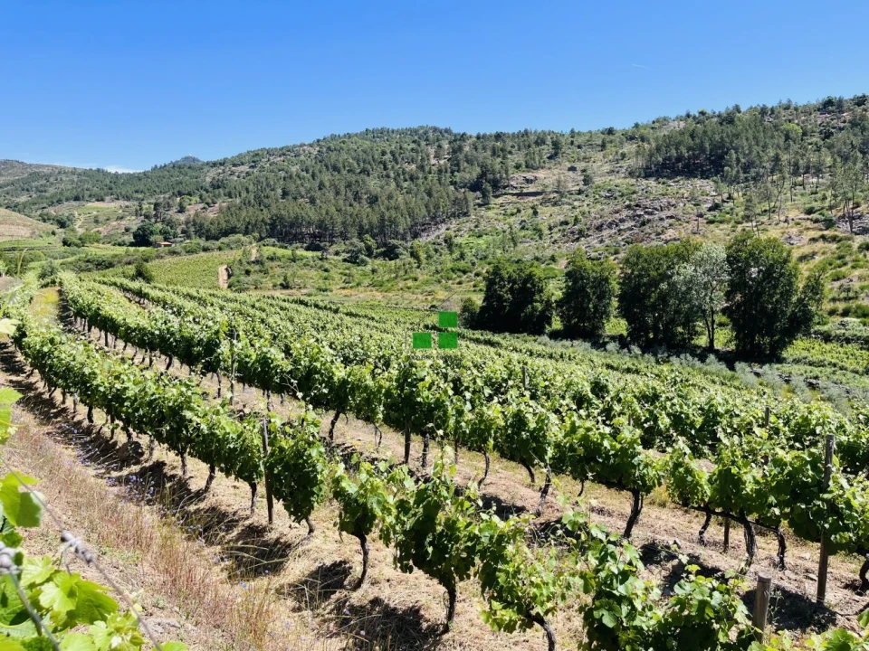 Quinta T2 para Venda em São Mamede de Ribatua Foto 1