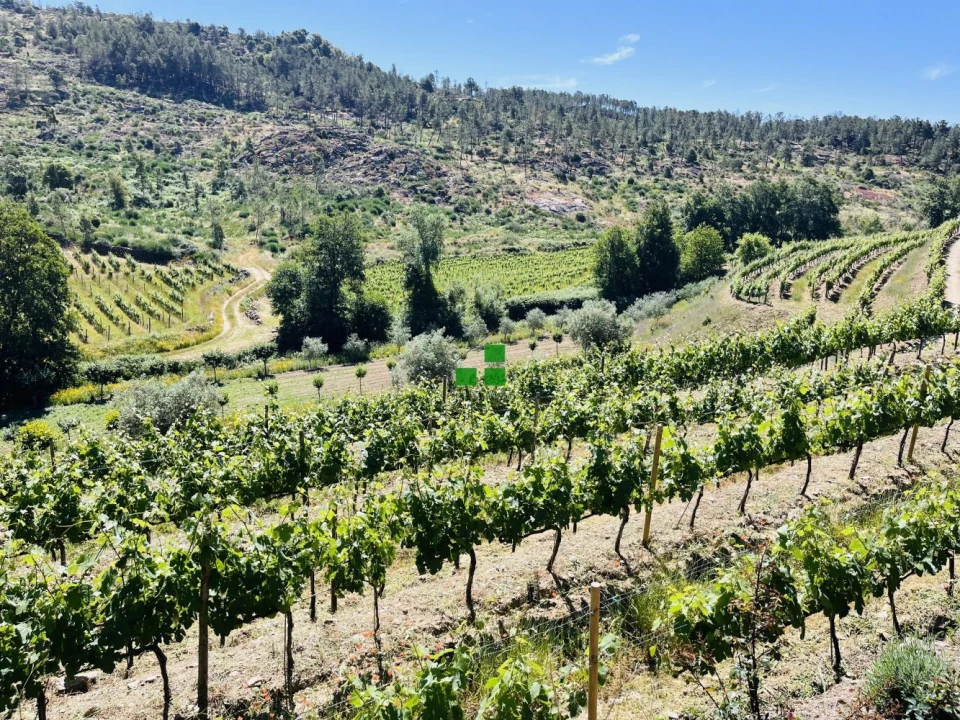 Quinta T2 para Venda em São Mamede de Ribatua Foto 3