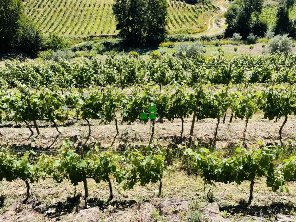 Quinta T2 para Venda em São Mamede de Ribatua Foto 8