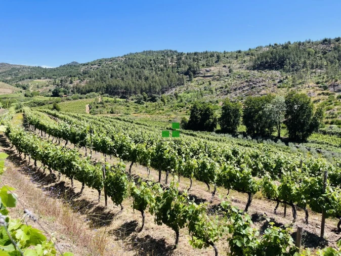 Quinta T2 para Venda em São Mamede de Ribatua