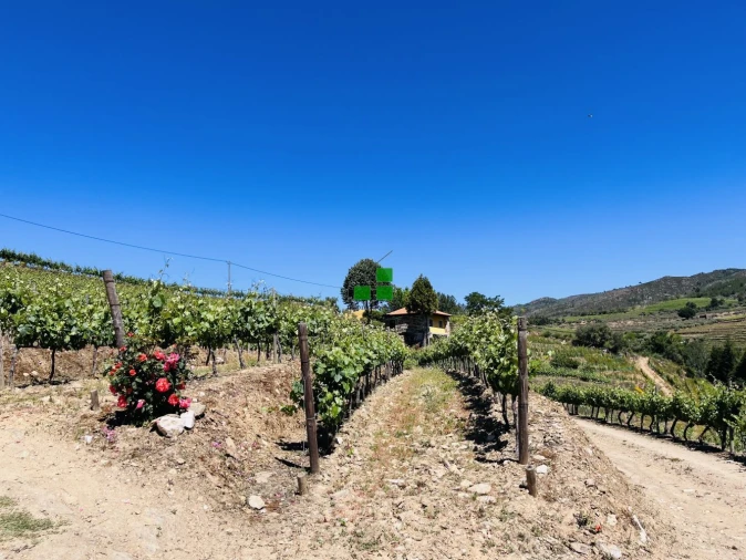 Quinta T2 para Venda em São Mamede de Ribatua Foto 21