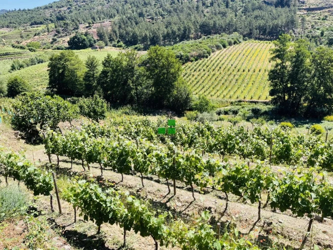 Quinta T2 para Venda em São Mamede de Ribatua Foto 7