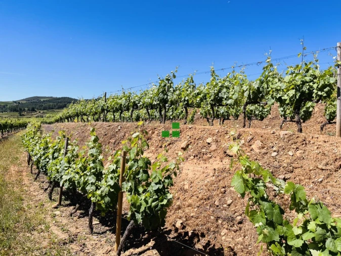Quinta T2 para Venda em São Mamede de Ribatua Foto 14