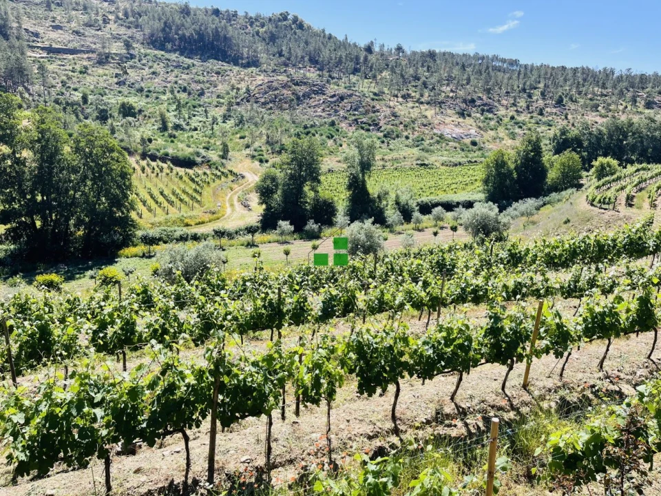 Quinta T2 para Venda em São Mamede de Ribatua Foto 9