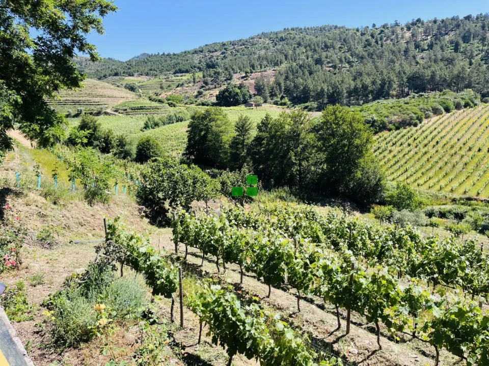 Quinta T2 para Venda em São Mamede de Ribatua Foto 6