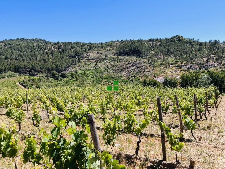 Quinta T2 para Venda em São Mamede de Ribatua Foto 41
