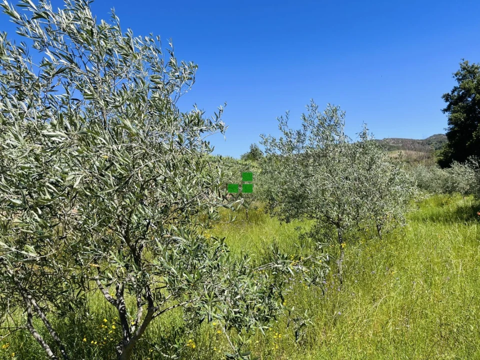 Quinta T2 para Venda em São Mamede de Ribatua Foto 20