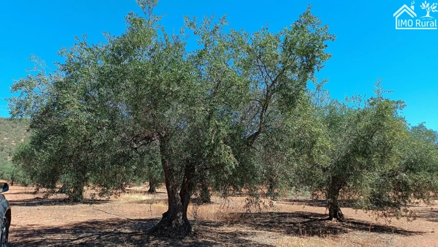 Terreno para Venda em Sobral da Adiça Foto 4