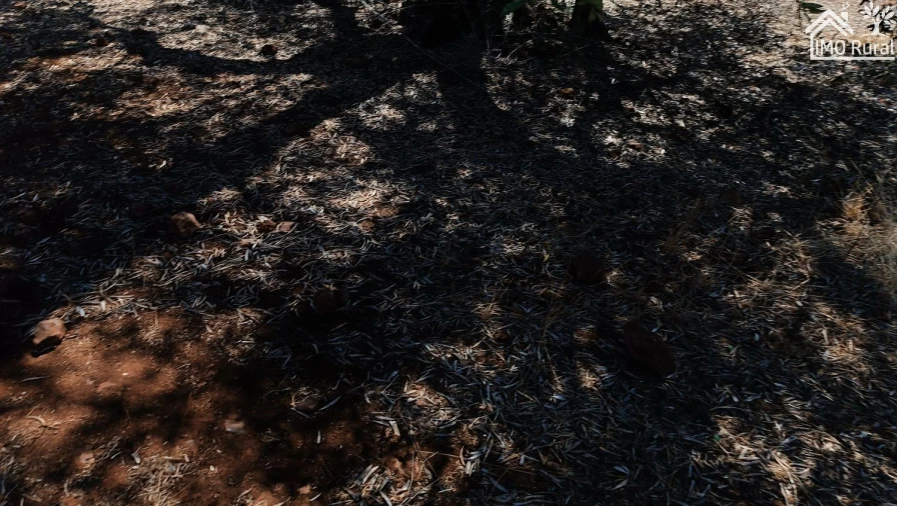 Terreno para Venda em Sobral da Adiça Foto 13