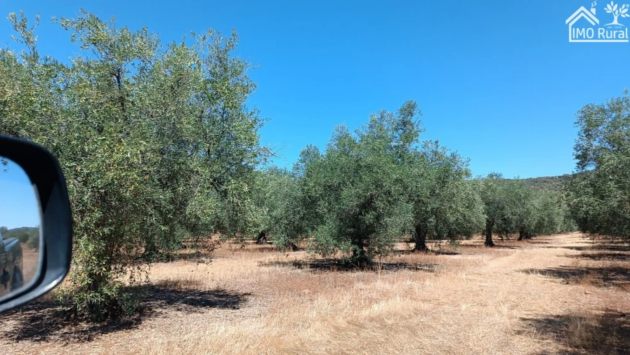 Terreno para Venda em Sobral da Adiça Foto 5
