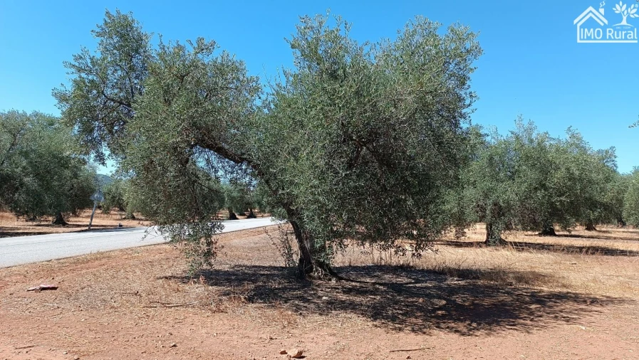 Terreno para Venda em Sobral da Adiça Foto 1