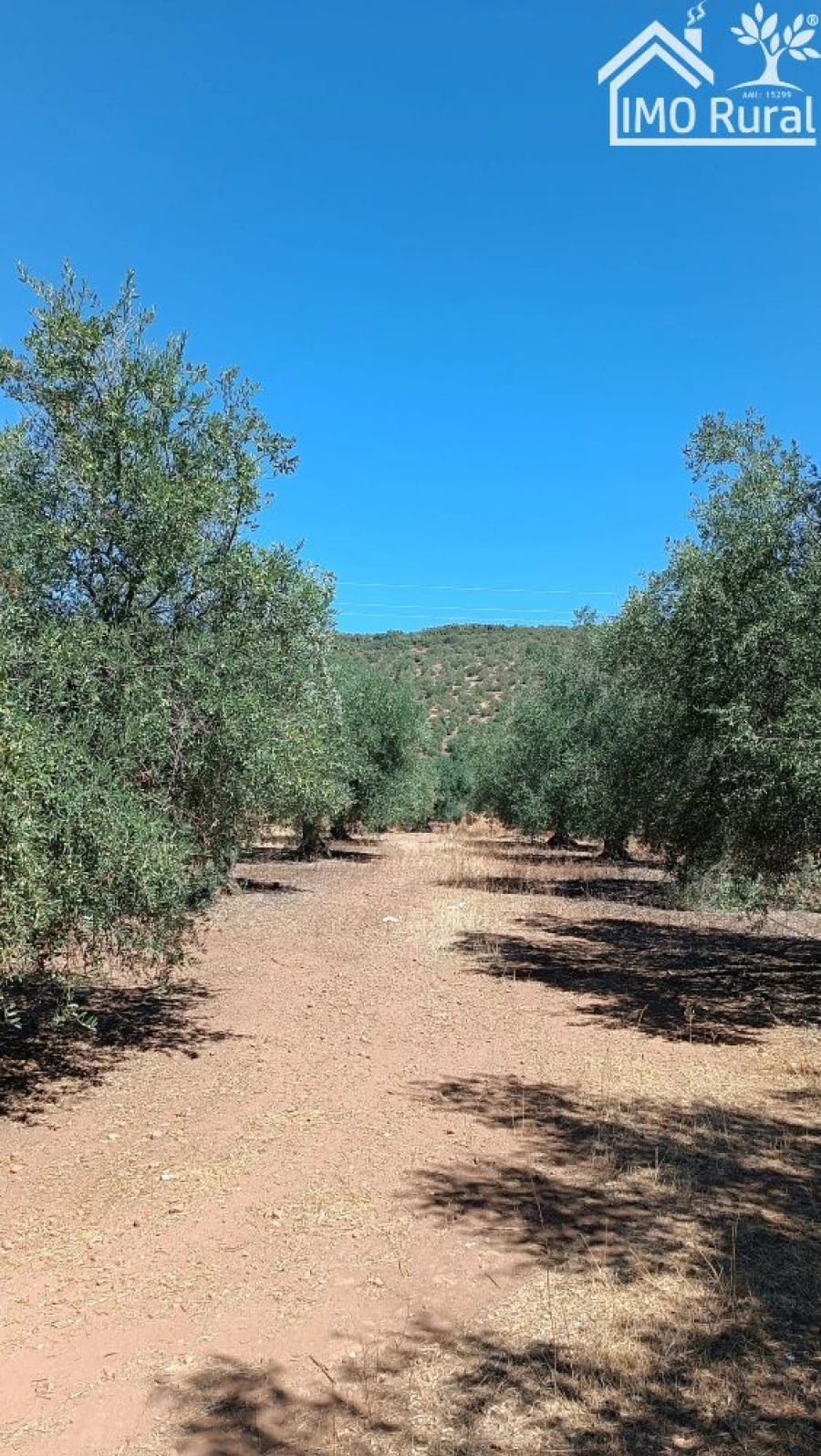 Terreno para Venda em Sobral da Adiça Foto 3