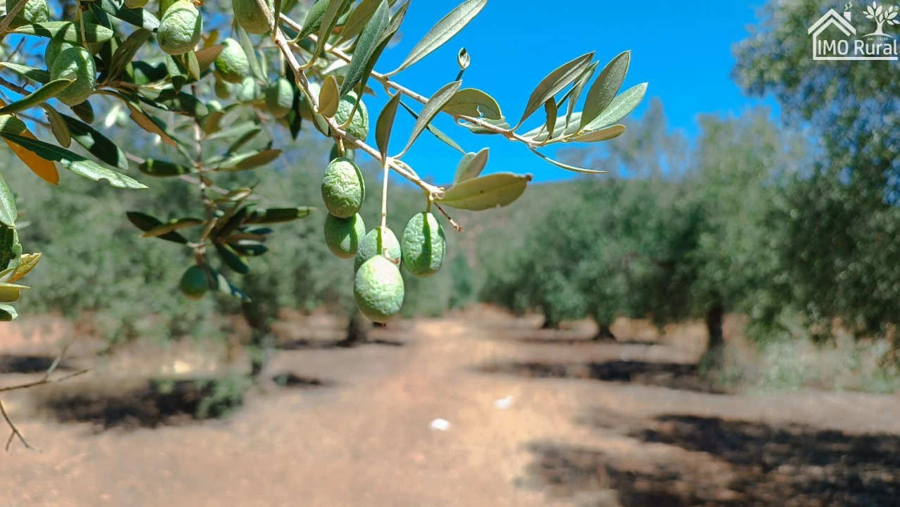 Terreno para Venda em Sobral da Adiça Foto 2