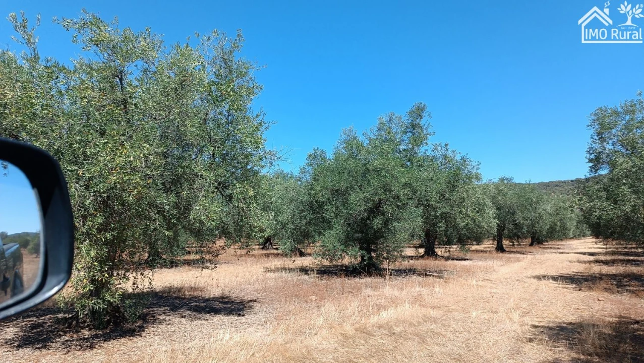 Terreno para Venda em Sobral da Adiça Foto 5