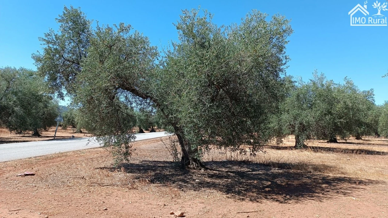 Terreno para Venda em Sobral da Adiça Foto 1