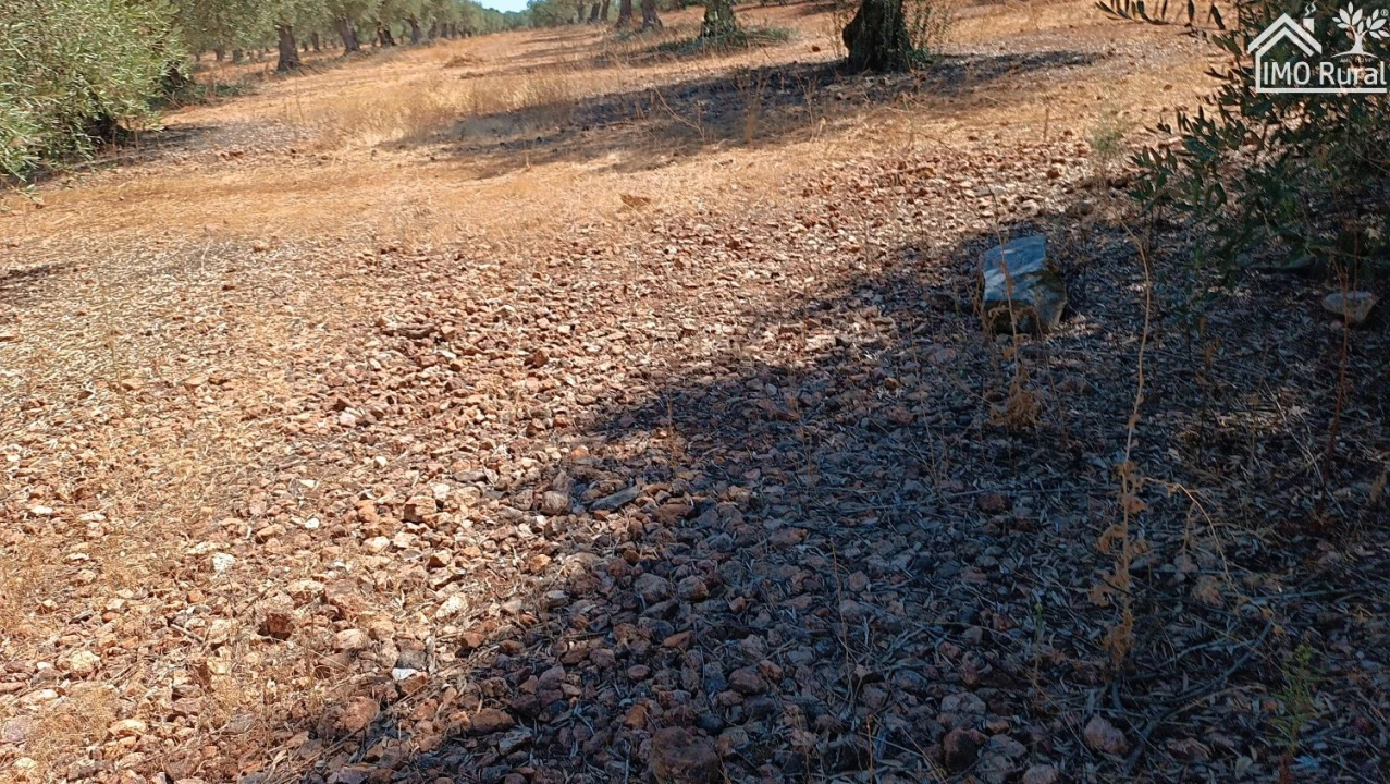 Terreno para Venda em Sobral da Adiça Foto 12