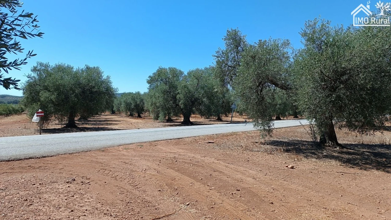 Terreno para Venda em Sobral da Adiça Foto 6