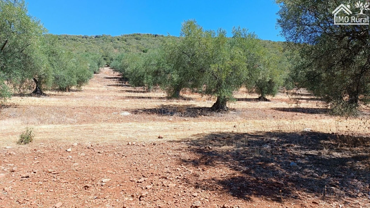 Terreno para Venda em Sobral da Adiça Foto 7