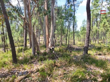 Terreno Agricola ou Rústico para Venda em Caxarias