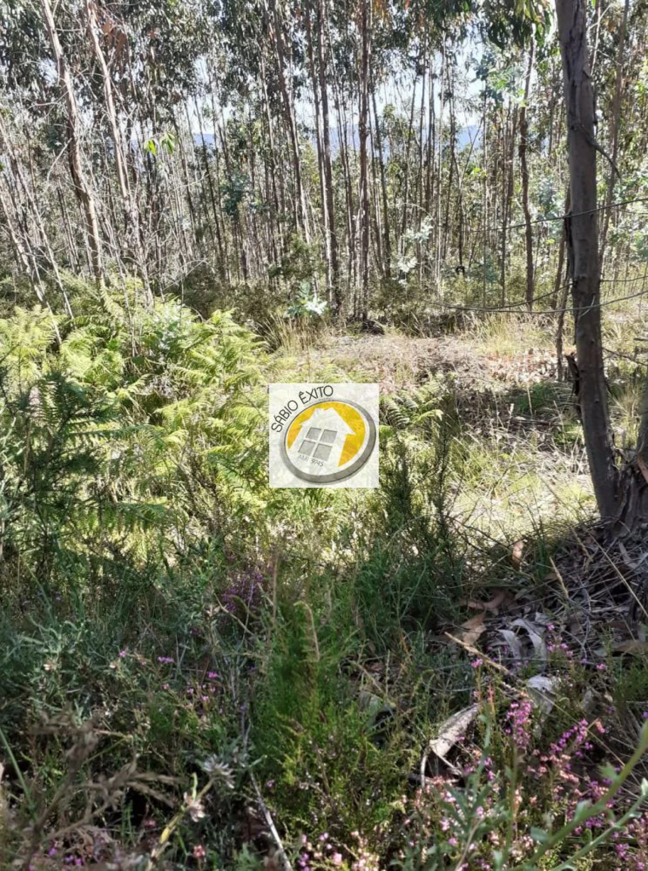 Terreno para Venda em Canedo, Vale e Vila Maior Foto 10