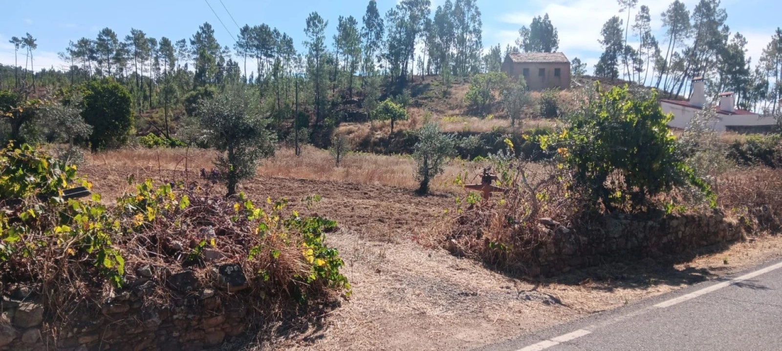 Terreno Agricola ou Rústico para Arrendamento em Mação, Penhascoso e Aboboreira Foto 7