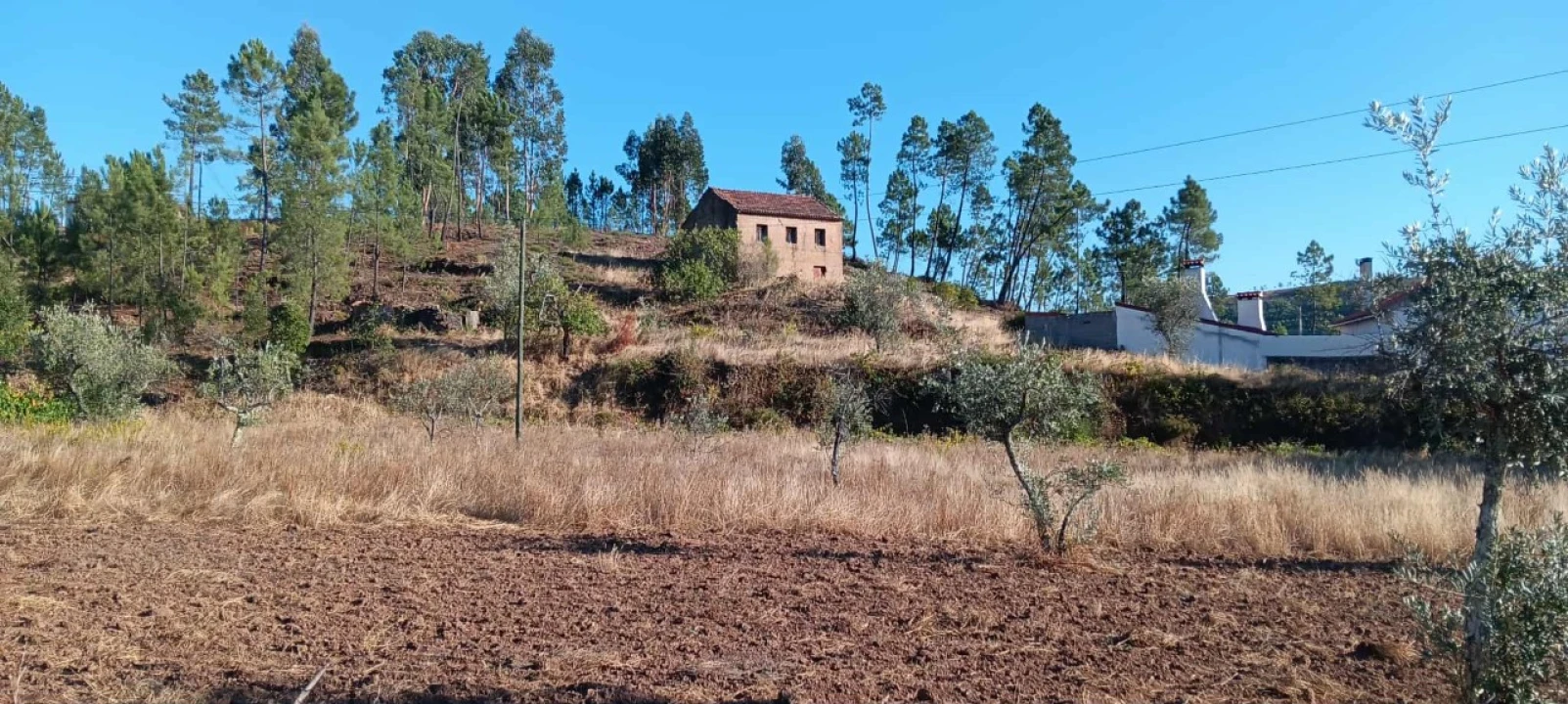 Terreno Agricola ou Rústico para Arrendamento em Mação, Penhascoso e Aboboreira Foto 8