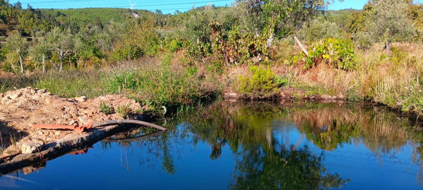Terreno Agricola ou Rústico para Arrendamento em Mação, Penhascoso e Aboboreira Foto 10
