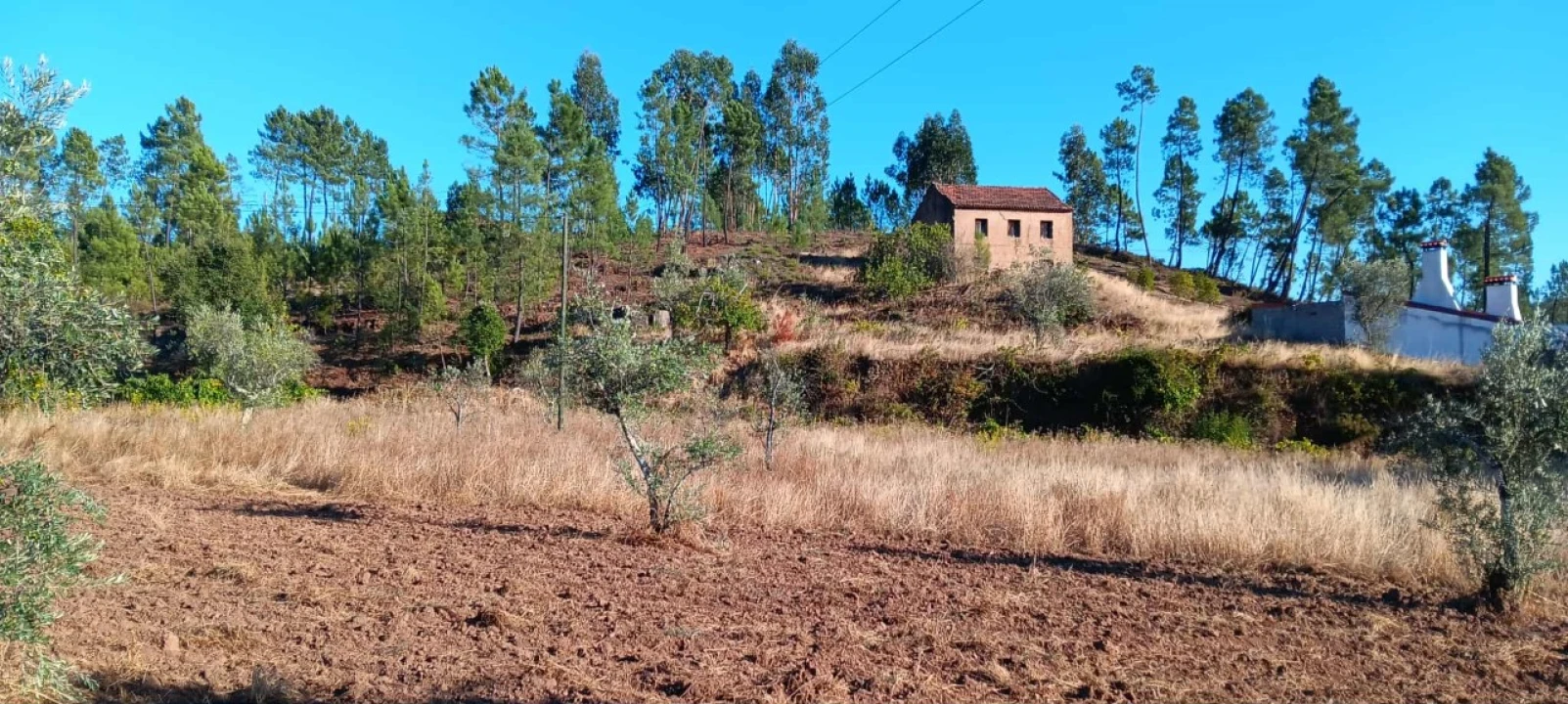 Terreno Agricola ou Rústico para Arrendamento em Mação, Penhascoso e Aboboreira Foto 1