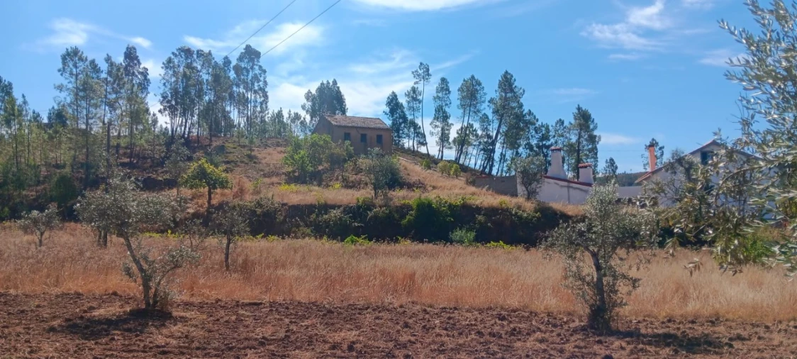 Terreno Agricola ou Rústico para Arrendamento em Mação, Penhascoso e Aboboreira Foto 3