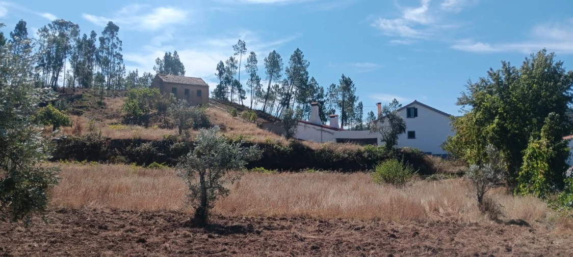 Terreno Agricola ou Rústico para Arrendamento em Mação, Penhascoso e Aboboreira Foto 4
