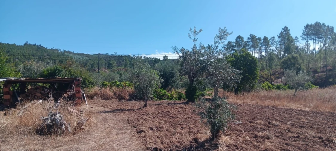 Terreno Agricola ou Rústico para Arrendamento em Mação, Penhascoso e Aboboreira Foto 5