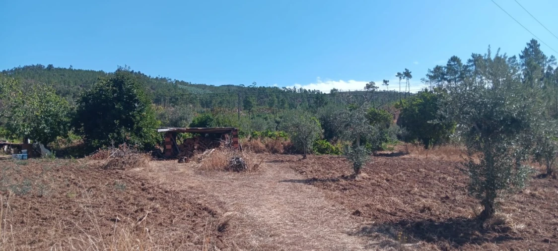 Terreno Agricola ou Rústico para Arrendamento em Mação, Penhascoso e Aboboreira Foto 6