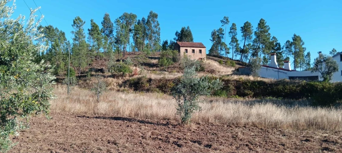 Terreno Agricola ou Rústico para Arrendamento em Mação, Penhascoso e Aboboreira Foto 11