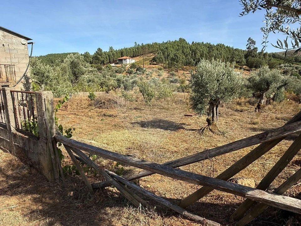 Terreno para Venda em Janeiro de Cima e Bogas de Baixo Foto 6