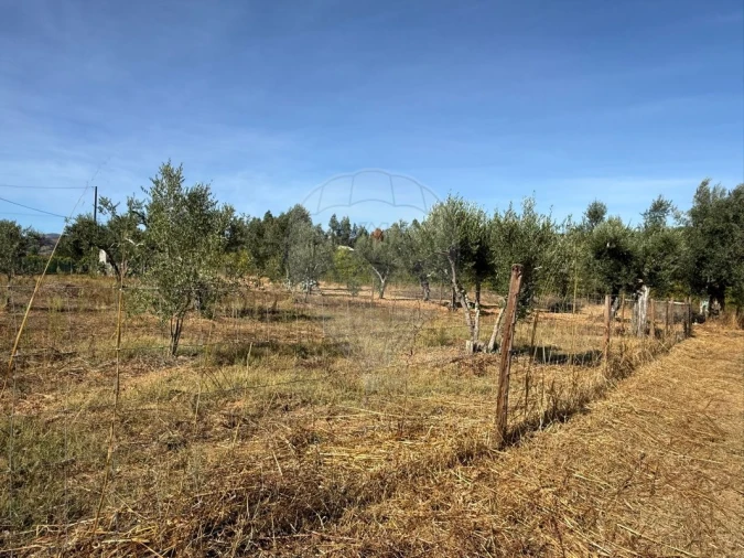 Terreno para Venda em Janeiro de Cima e Bogas de Baixo Foto 13