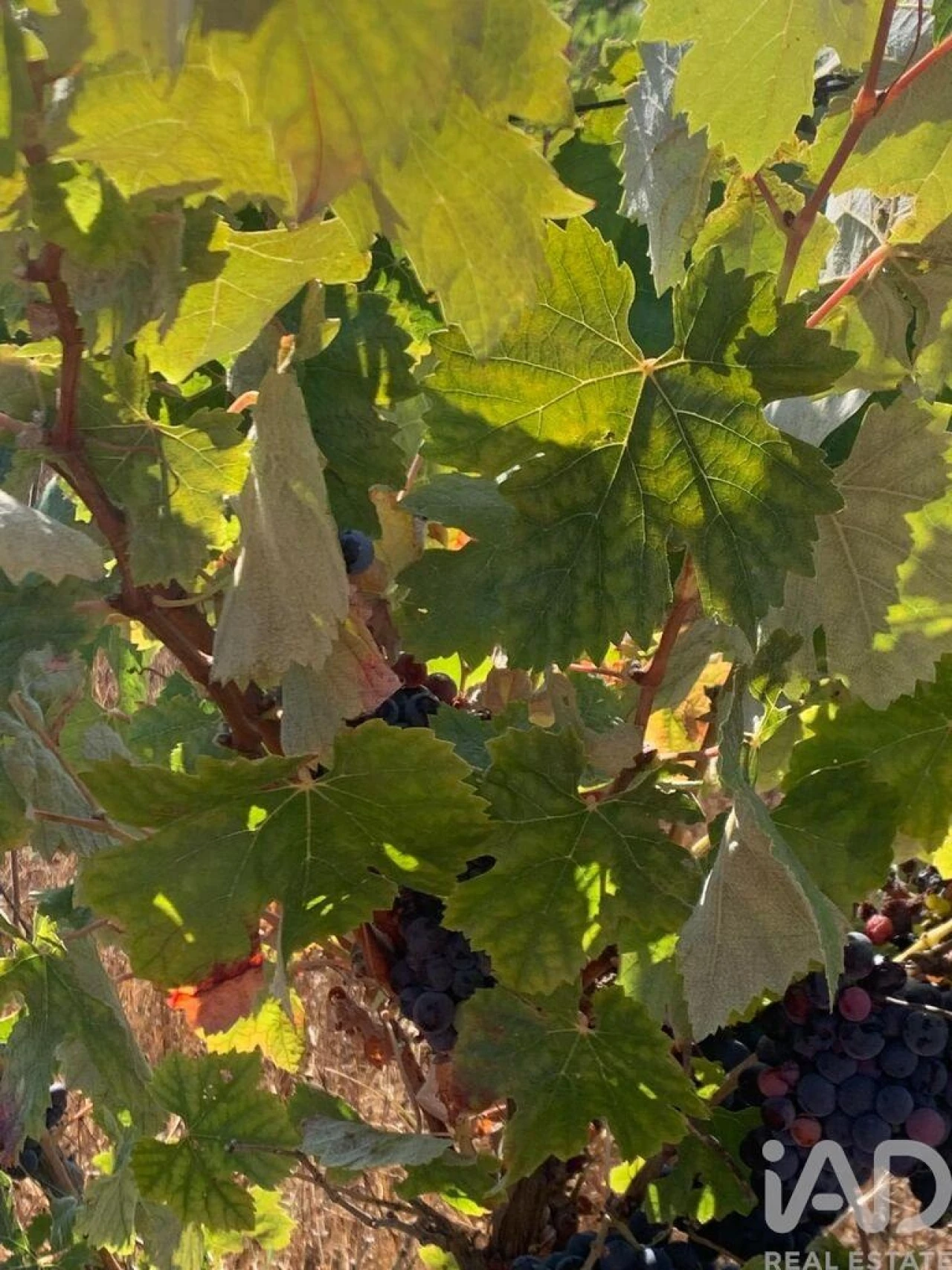 Terreno para Venda em Poceirão e Marateca Foto 20