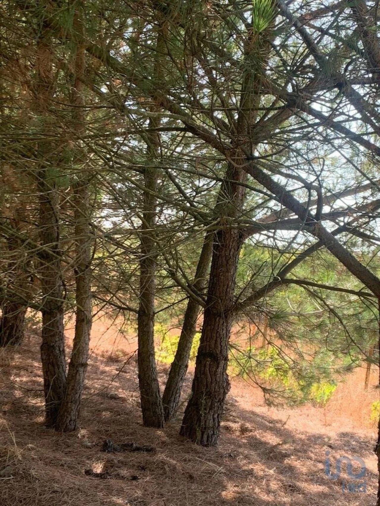 Terreno para Venda em Poceirão e Marateca Foto 6