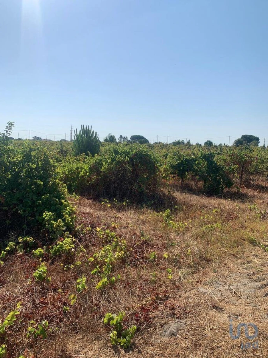 Terreno para Venda em Poceirão e Marateca Foto 12
