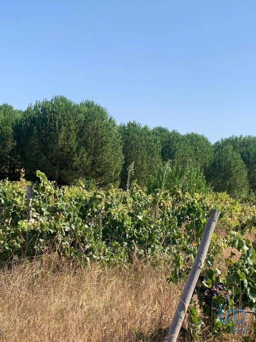 Terreno para Venda em Poceirão e Marateca Foto 1