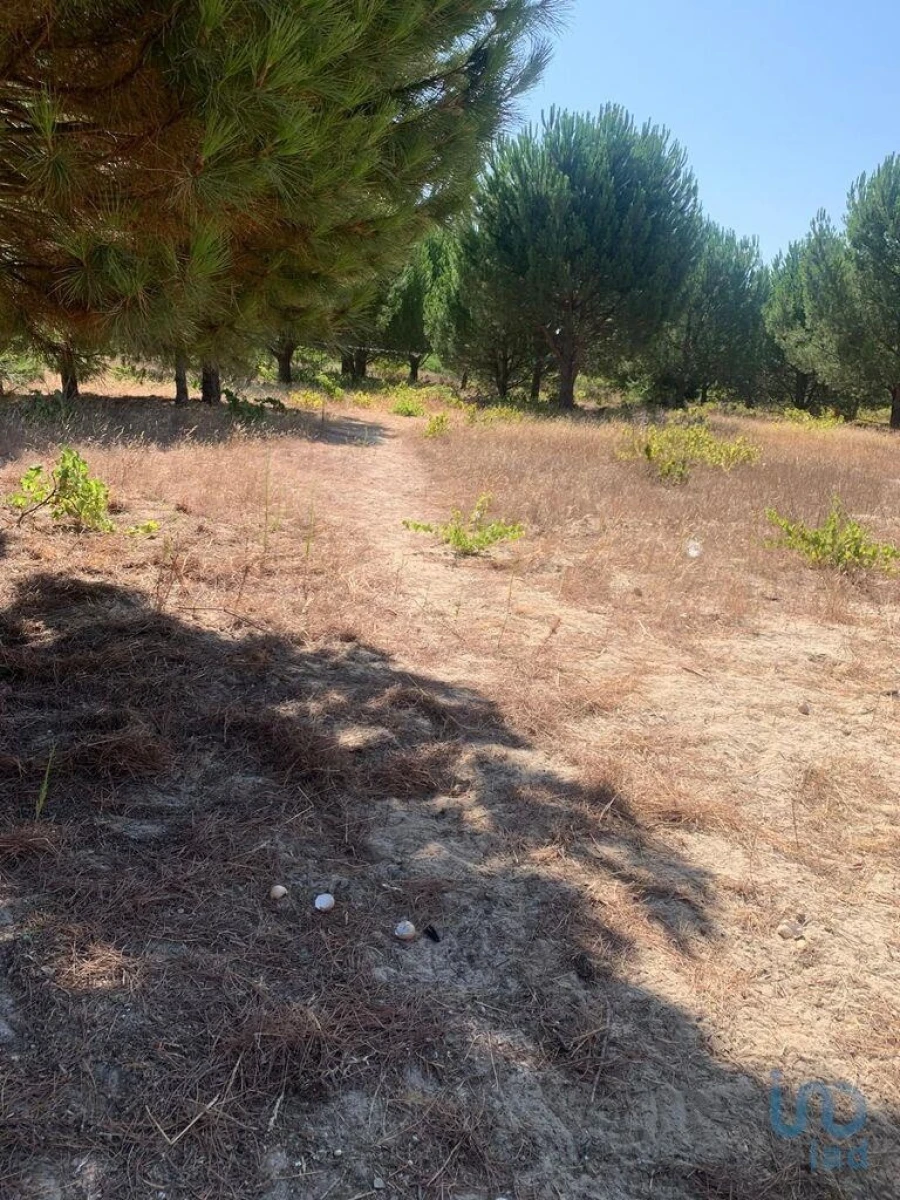 Terreno para Venda em Poceirão e Marateca Foto 11