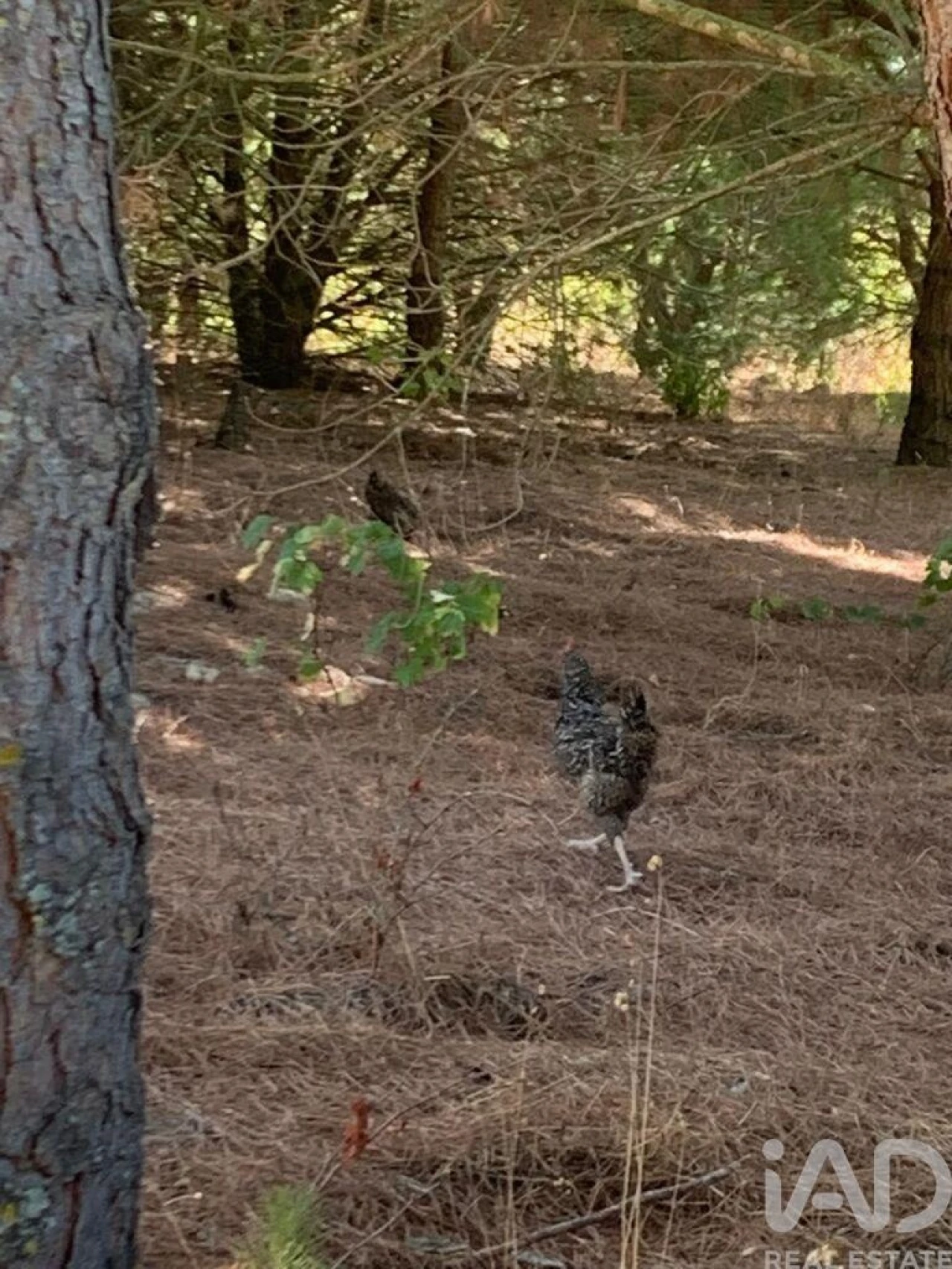 Terreno para Venda em Poceirão e Marateca Foto 17