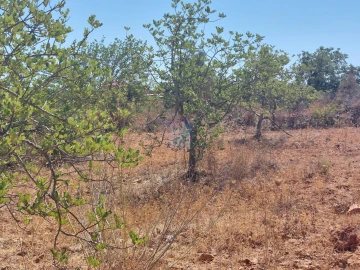 Terreno para Venda em Silves