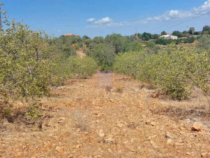 Terreno para Venda em Silves Foto 14