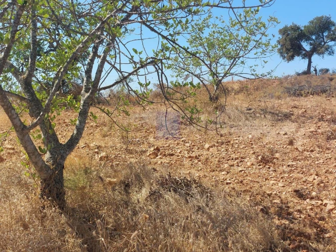 Terreno para Venda em Silves Foto 10