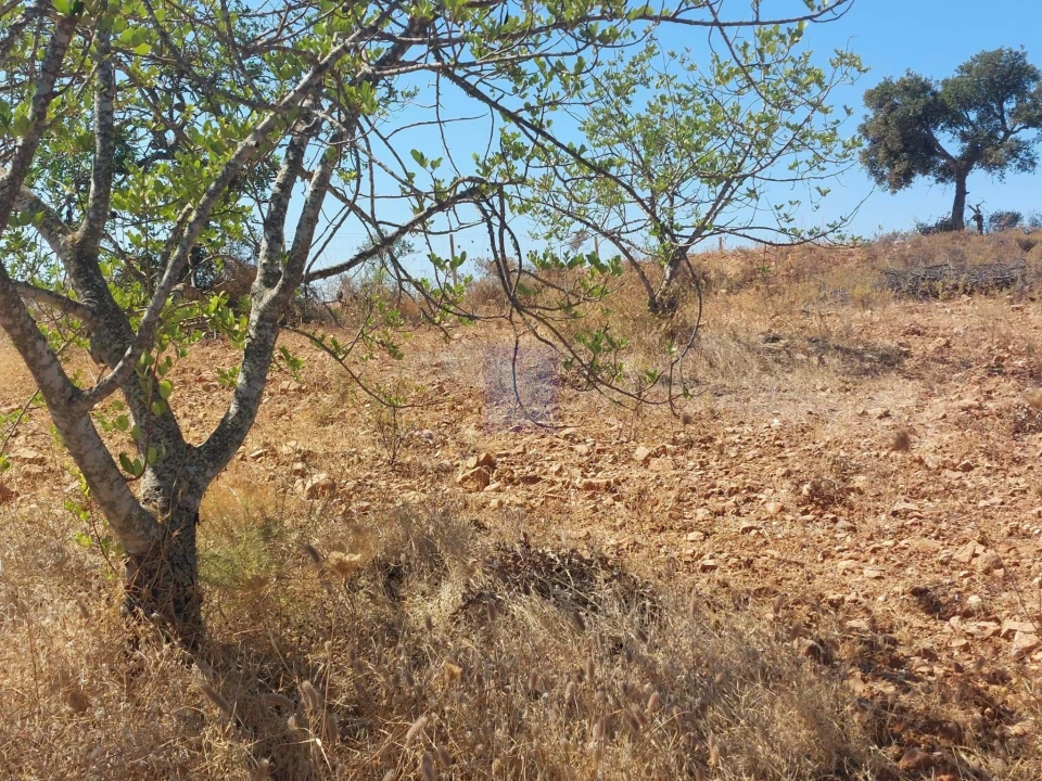 Terreno para Venda em Silves Foto 10
