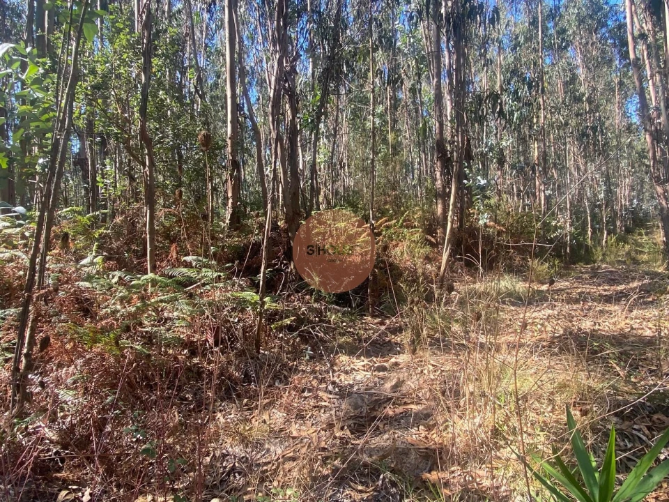 Terreno para Venda em Santa Maria, São Pedro e Sobral da Lagoa Foto 10