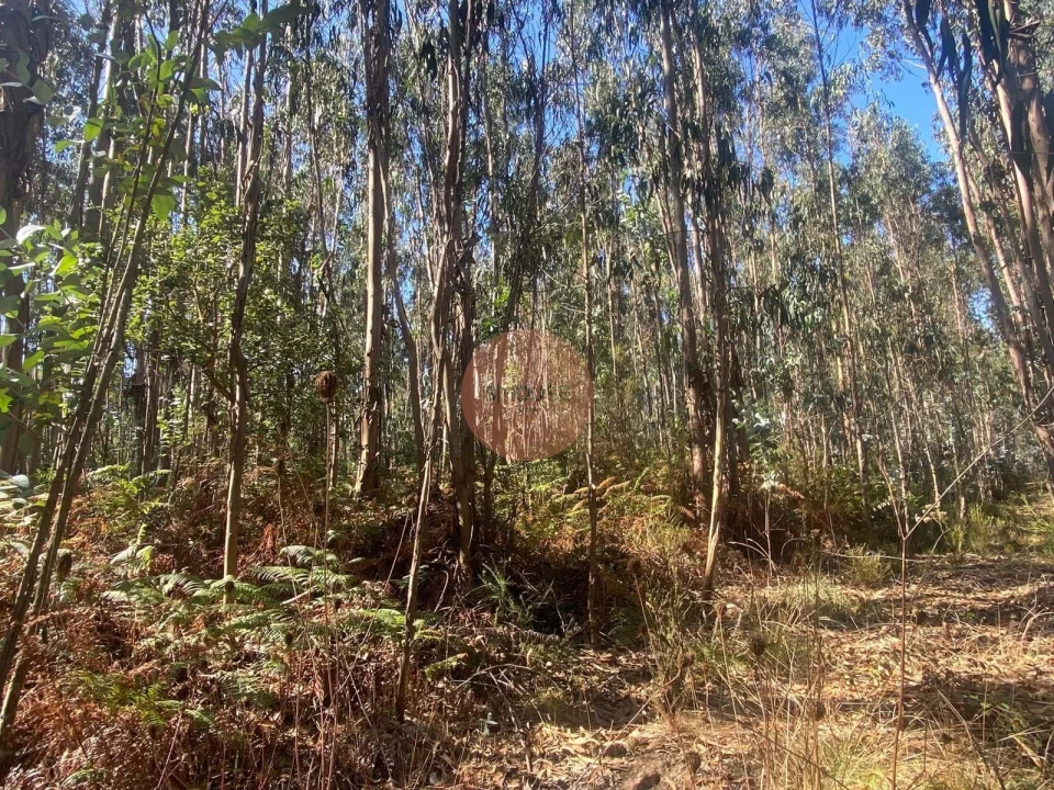 Terreno para Venda em Santa Maria, São Pedro e Sobral da Lagoa Foto 11