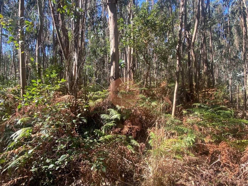 Terreno para Venda em Santa Maria, São Pedro e Sobral da Lagoa Foto 13