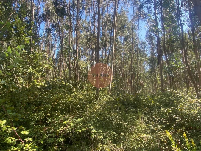 Terreno para Venda em Santa Maria, São Pedro e Sobral da Lagoa Foto 2